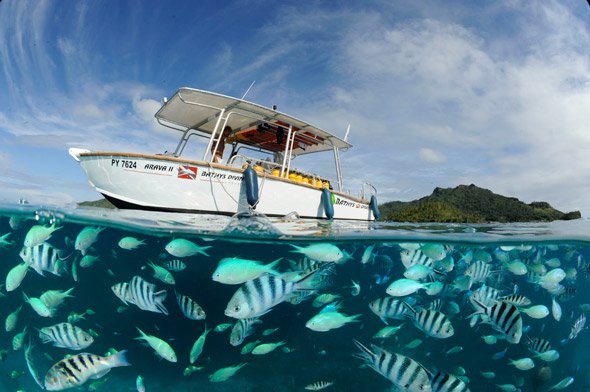 à nous les petits poissons
